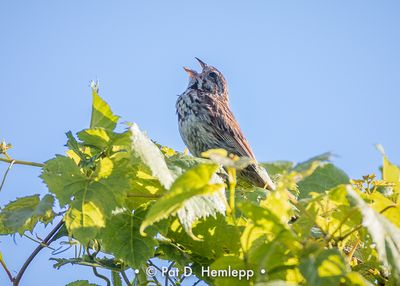 Singing sparrow