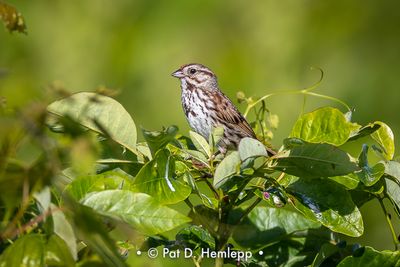 Sparrow in field