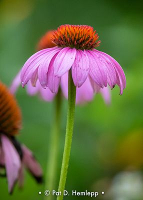 Purple coneflowers