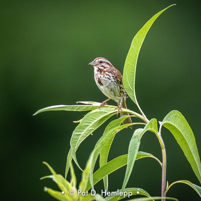 Small sparrow