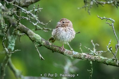 Young sparrow
