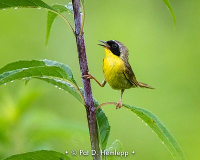 Calling yellowthroat