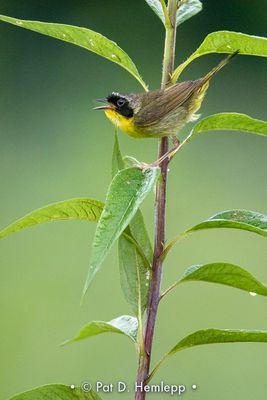 Singing