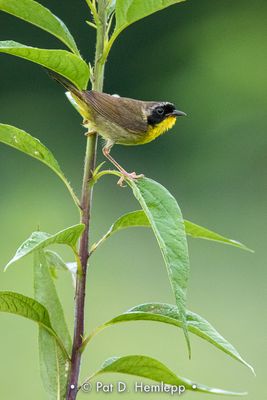 Yellowthroat