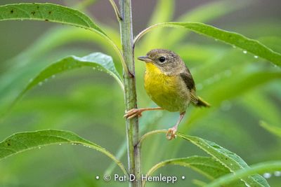 Female yellowthroat