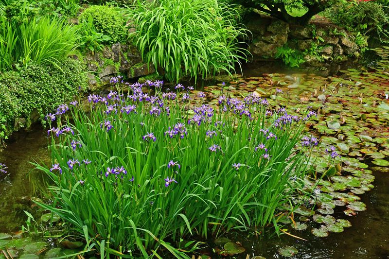 06-08 Irish National Stud & Gardens 4463