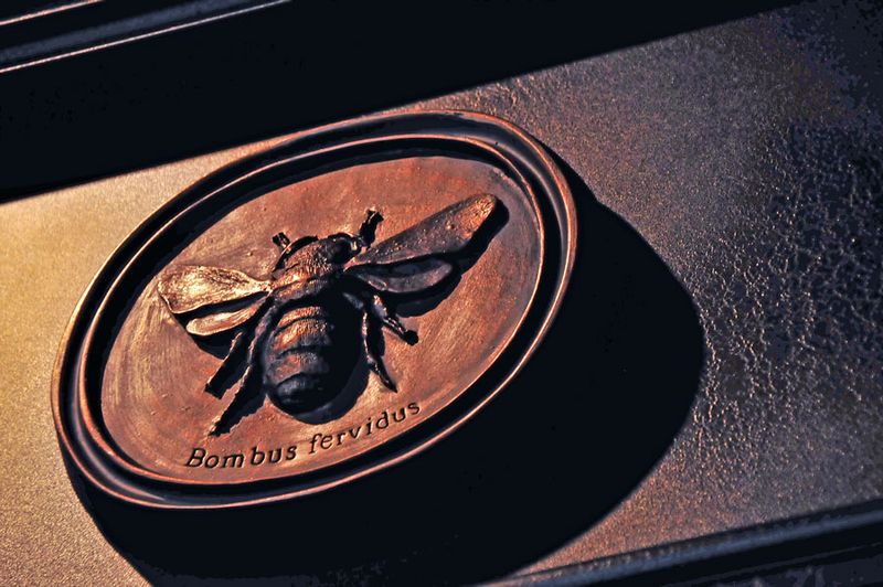 Bombus fervidus - Utah15 9174