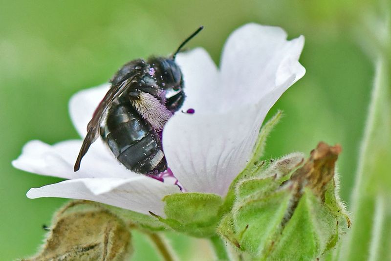 Carpenter bee on flower 06-27-1662vhcr