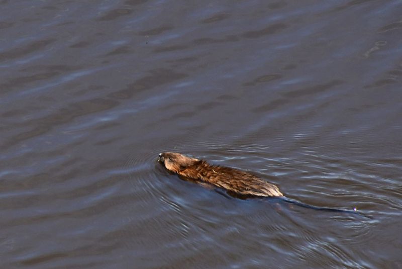 Muskrat in lagoon - 05-18-3828hc