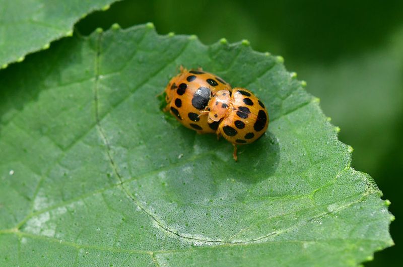 06-27 Squash beetles mating 1716 