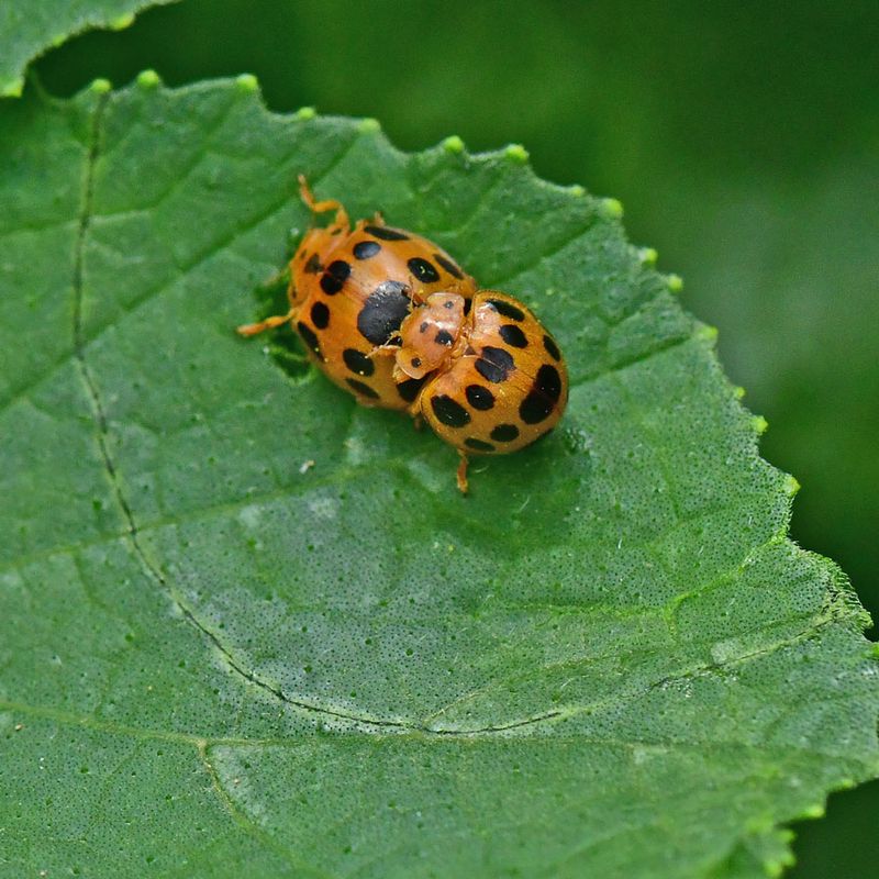 06-27 Squash beetles mating 1708
