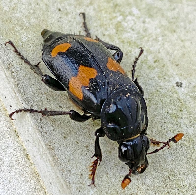 11-23 Round-necked Sexton Beetle i4457