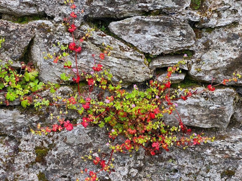 06-09 Blarney Castle gardens i0419