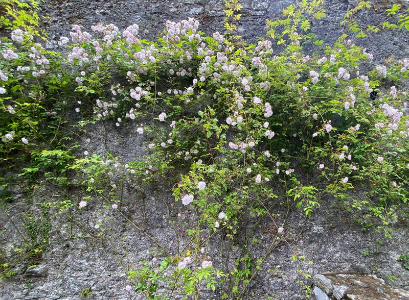 06-09 Blarney Castle 0427cr