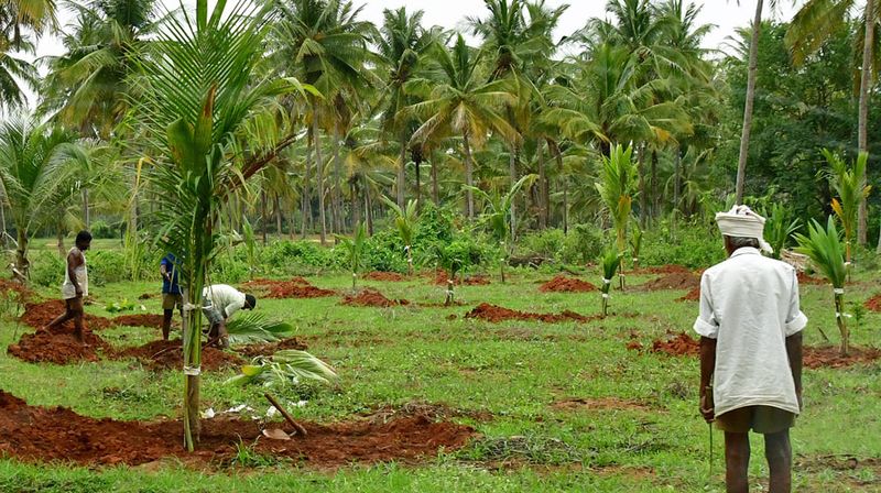 Planting palms - India-2-1068cr