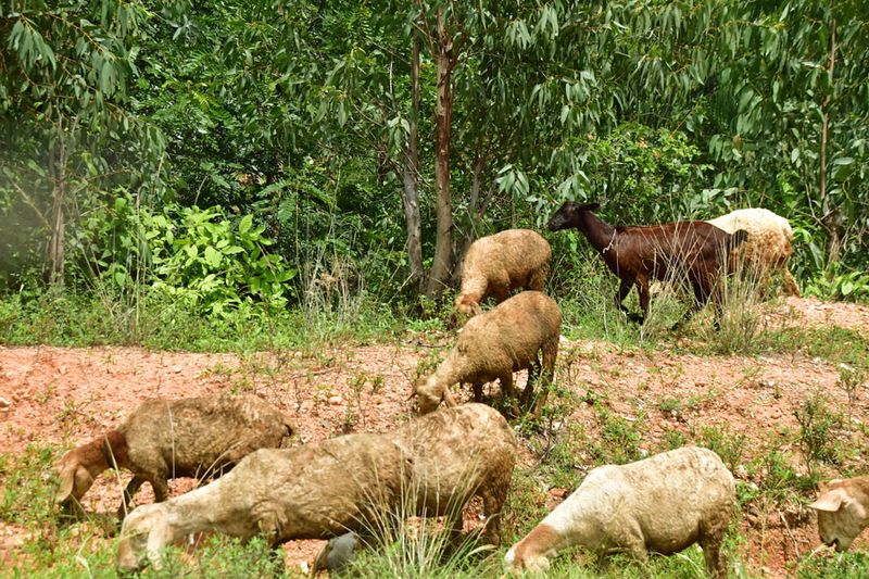 The black sheep - India-2-1119