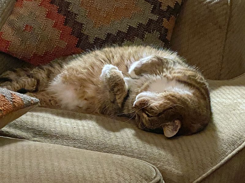 01-11 Hobbes pretending he had a hard day i5145
