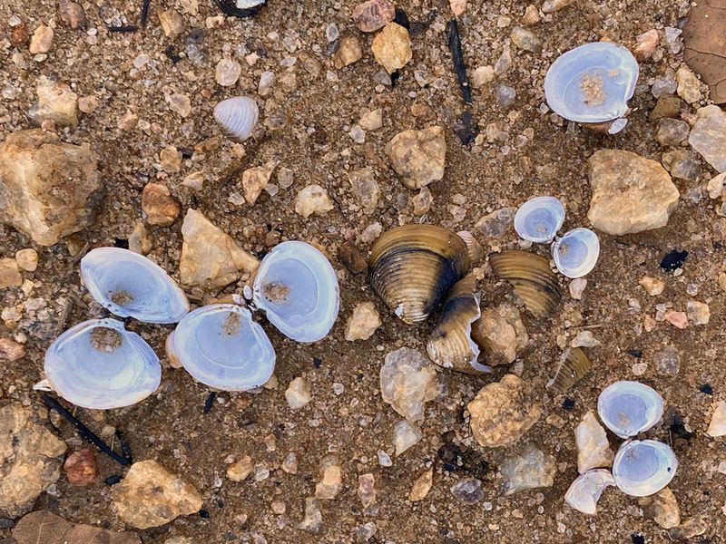 01-20 Mussel shells, Lake Hartwell, SC i5256