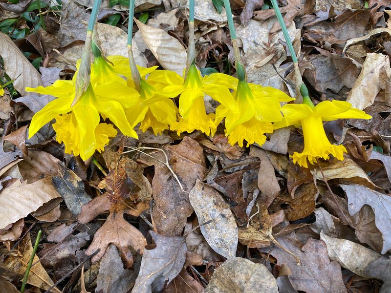 02-10 Daffodils i5469