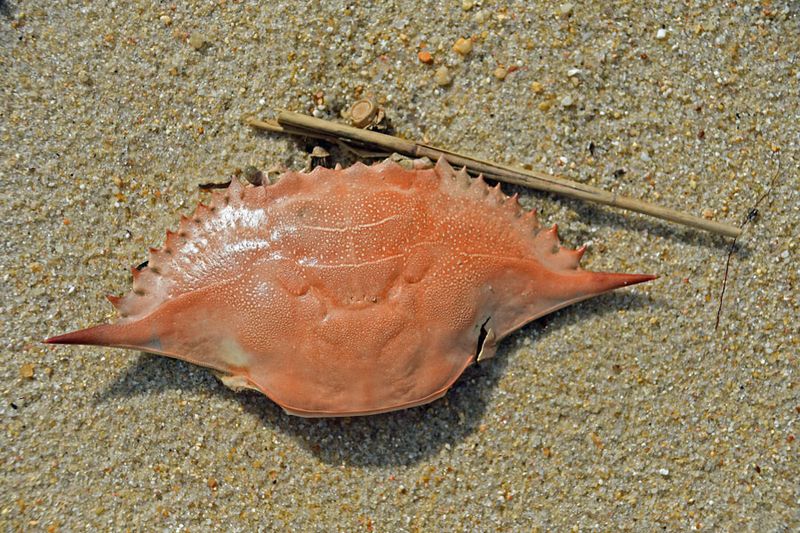 05-19 Lady crab carapace 3935