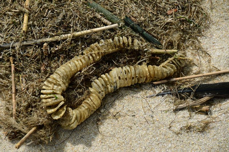 05-19 Whelk egg case on the beach 3958