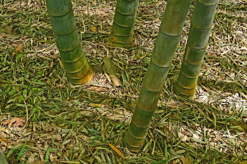 03-05 Moso bamboo in the 'Giant Bamboo Forest' 6853