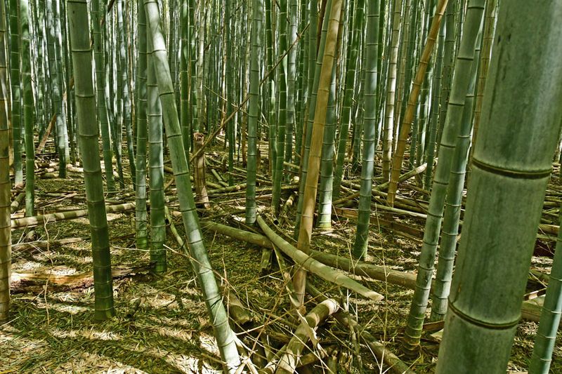 03-05 Moso bamboo in the 'Giant Bamboo Forest' 6859