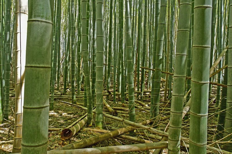 03-05 Moso bamboo in the 'Giant Bamboo Forest' 6868