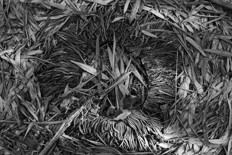03-05 Moso bamboo in the 'Giant Bamboo Forest' 6917bw