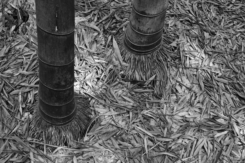03-05 Moso bamboo in the 'Giant Bamboo Forest' 6865bw