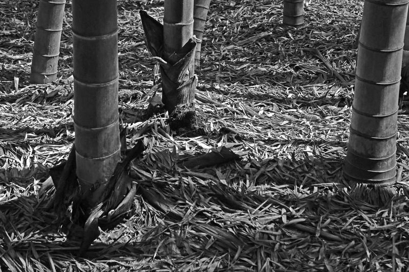 03-05 Moso bamboo in the 'Giant Bamboo Forest' 6894bw