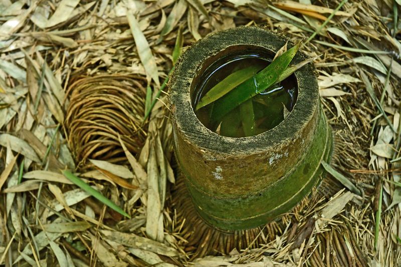 03-05 Moso bamboo in the 'Giant Bamboo Forest' 6953