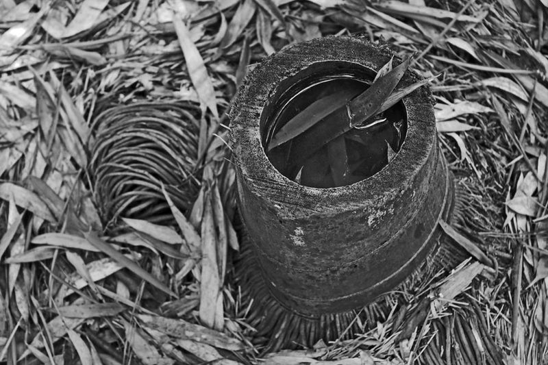 03-05 Moso bamboo in the 'Giant Bamboo Forest' 6953bw