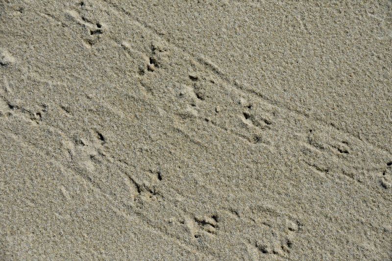 05-19 Horsehoe crab tracks 3998