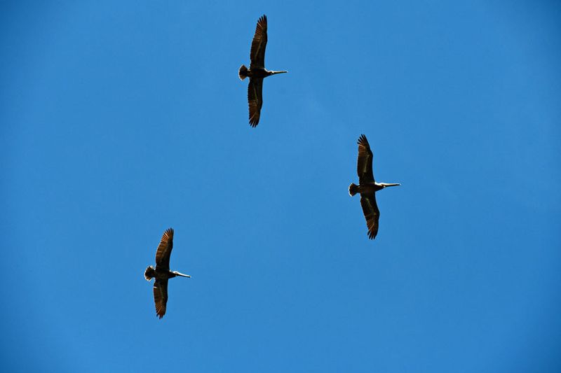 05-19 Pelicans 4017