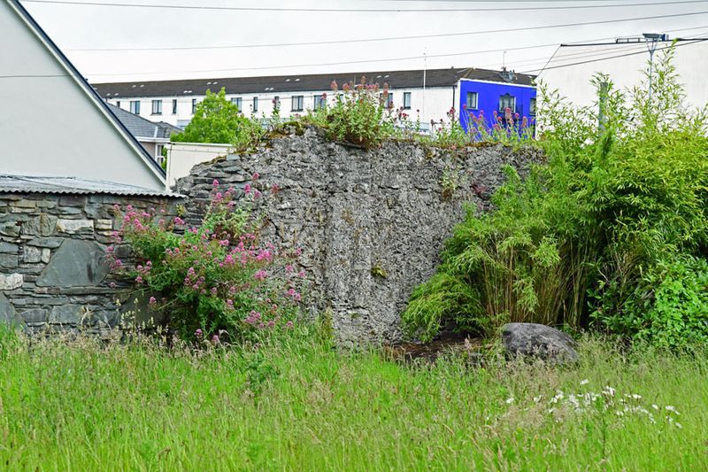 06-10 Roadside 4610