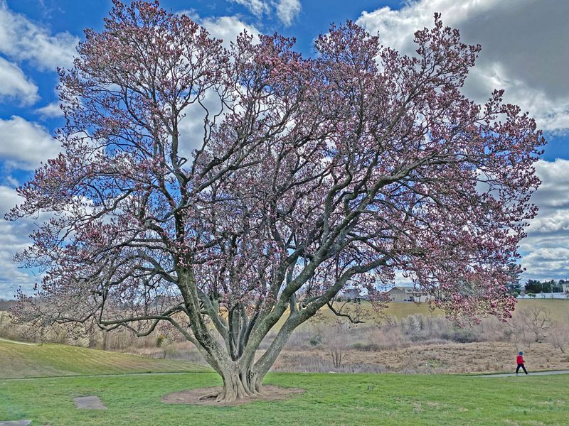 03-28 '100 yr old' magnolia' i6208