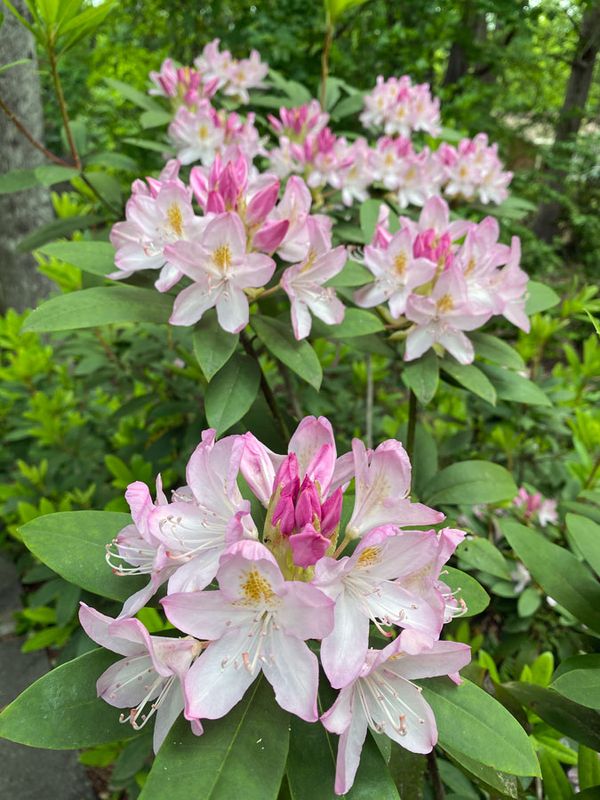 05-05 Rhododendron i6830