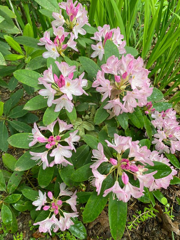 05-05 Rhododendron i6828