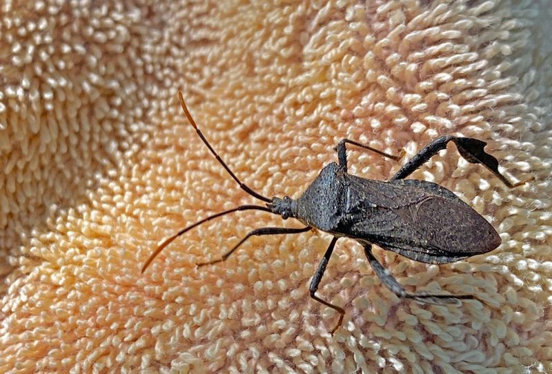 05-01 Leaf-footed bug i6750