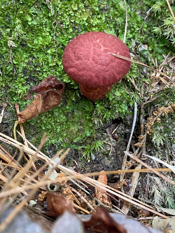 05-14 Mushroom on Oconee Bell Trail i6989