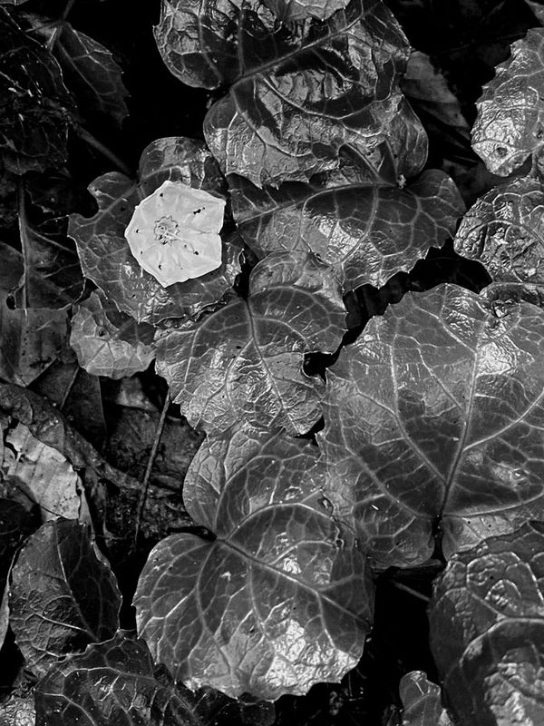 05-14 Mountain laurel flower on Oconee bell leaves i7004bw
