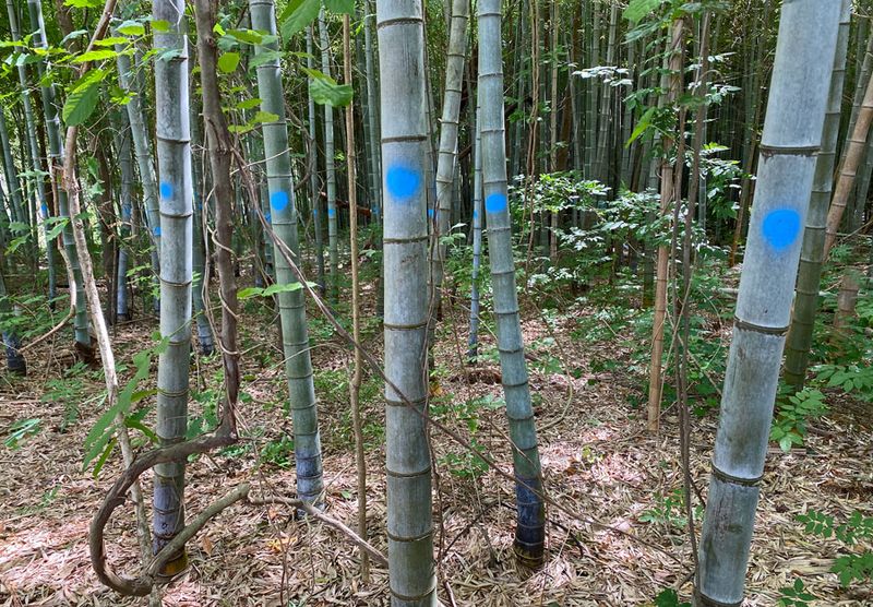 06-14 On Moso bamboo i7808
