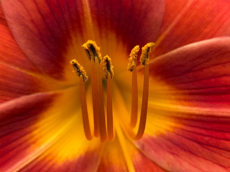 06-25 Daylily i8319