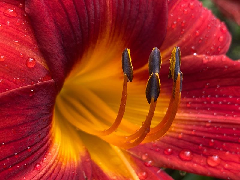 06-20 Daylily i8077