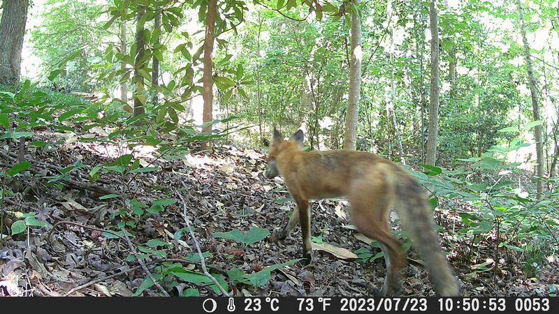 07 23 Fox-DSCF0053