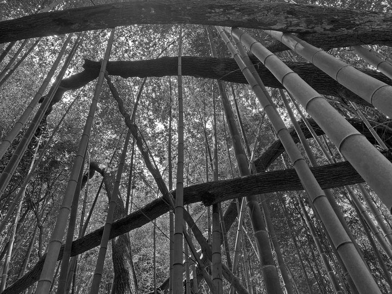 06-18 Moso bamboo and tree branches i7964bw