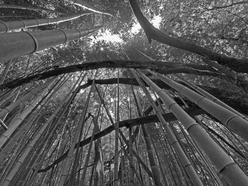 06-18 Moso bamboo and tree branches i7965bw