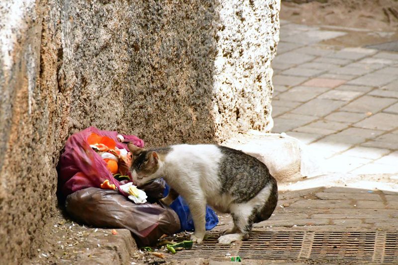 No shortage of cats in Fez - Moroc-3269