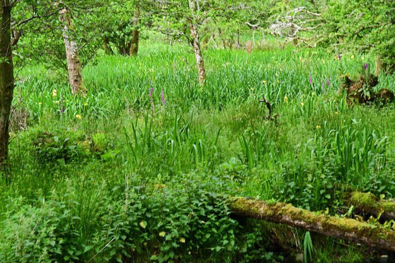 06-10 Swampy ground 4697